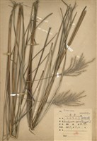 藏品(甜根子草)的圖片